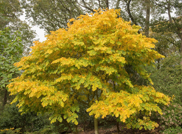 10 YELLOW ASH TREE Kentucky Yellowwood White Flowers Cladrastis Lutea Kentukea Seeds